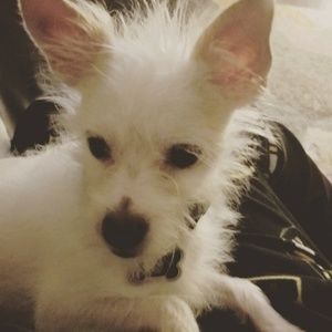 Meet your Posher, Lane